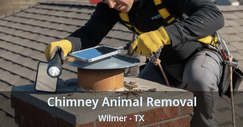 Chimney Animal Removal Wilmer - TX